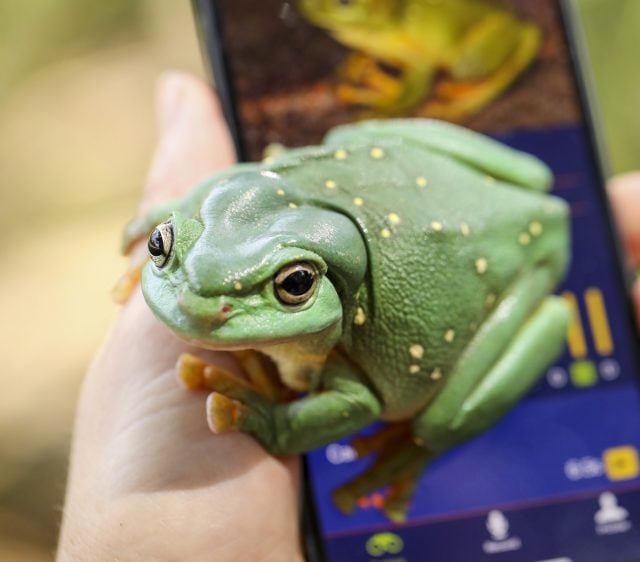 FrogID Project