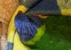 Lorikeets on the mend as paralysis season eases