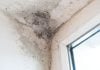 Mandy Nolan’s Soapbox: Growing Mould Together