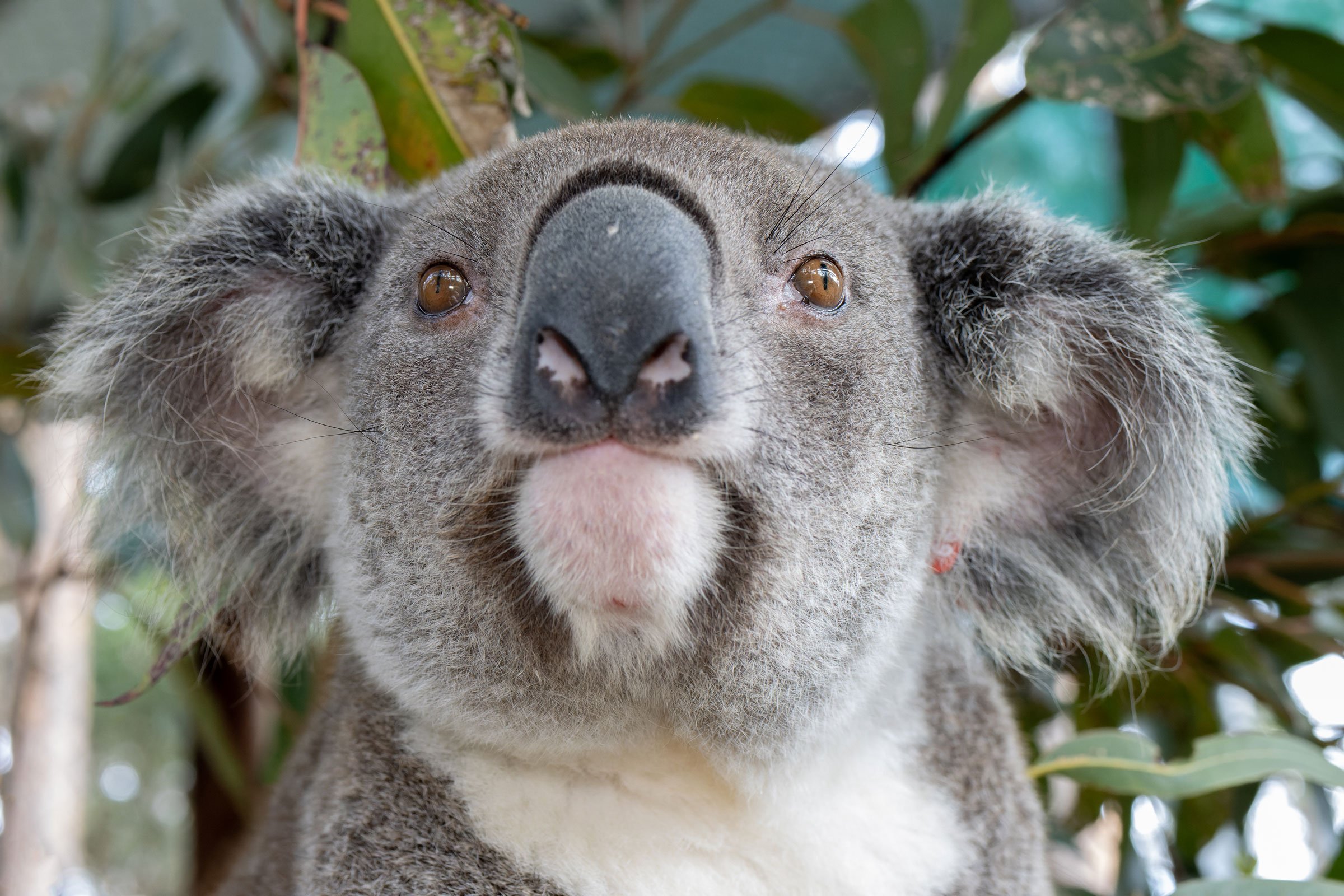 Minns leaves koalas out in the cold as logging in Great Koala National Park continues