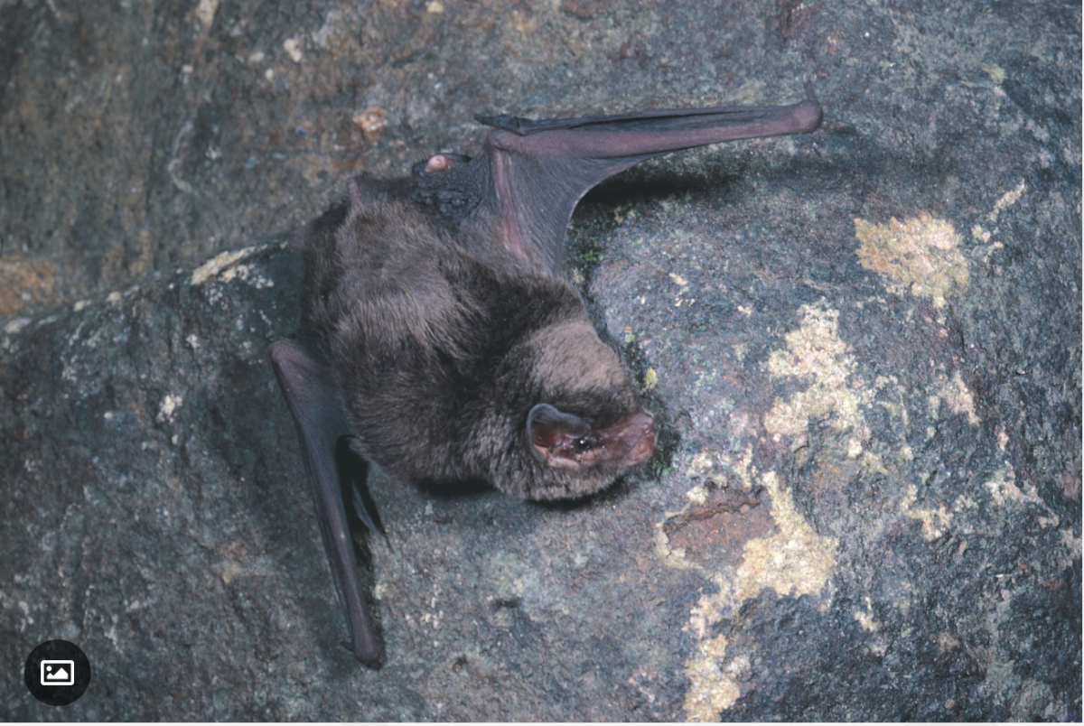 Cudgera Ck caravan park development would destroy fragile habitat