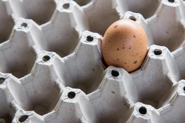 Egg in carton