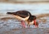 Keep an eye out for vulnerable shorebirds
