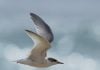 Protecting the marathon globetrotters, the terns