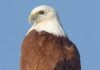 Flying kites and messy nests