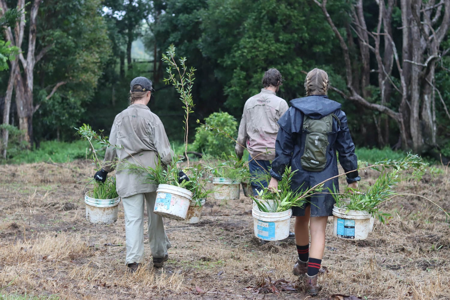 Reforest Now celebrates millionth tree planting – The Echo