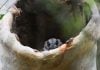 Say hello to the Australian owlet-nightjar