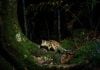 One of Australia’s most elusive predators visits NRWH