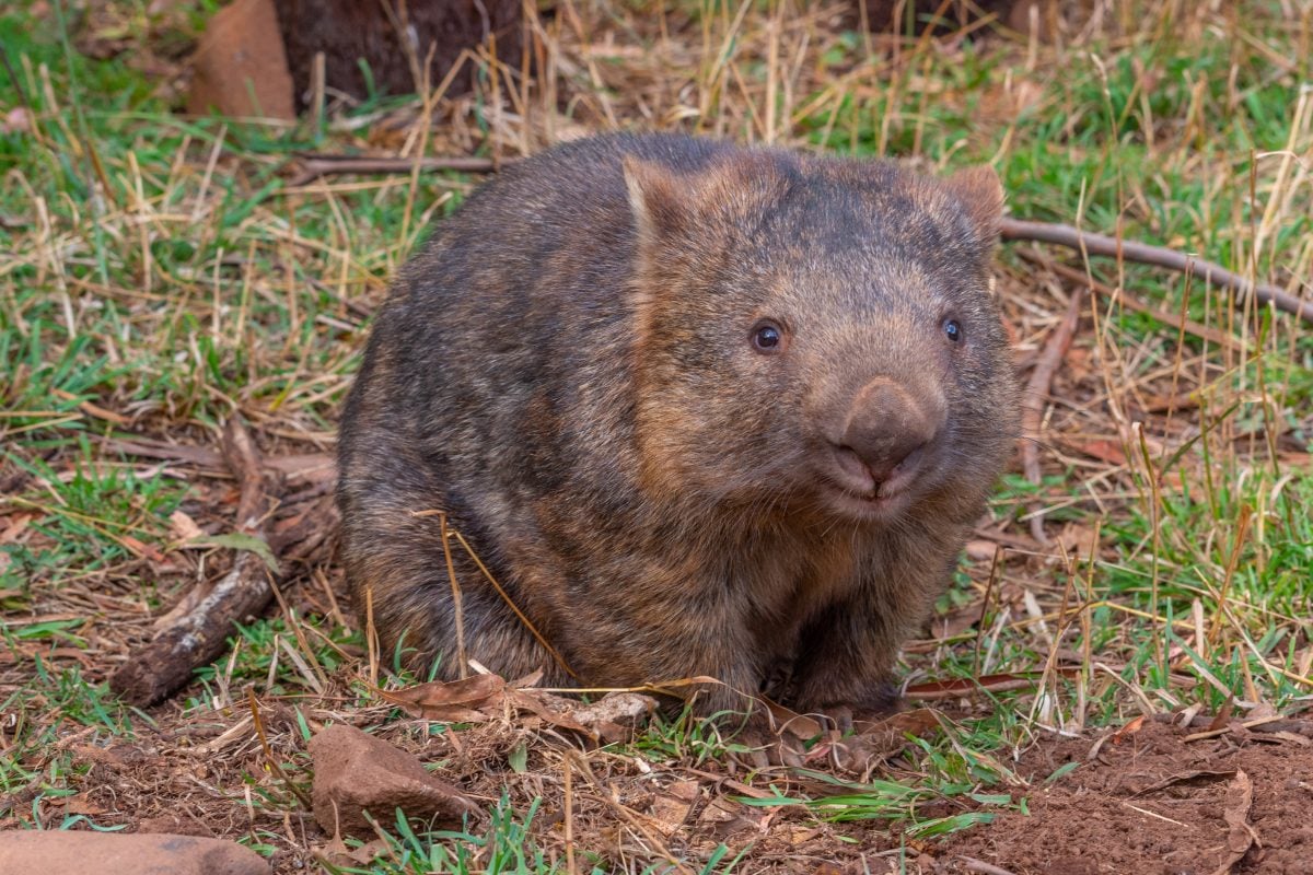 Wombat