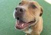 Pet adoption day – 4 July in Ballina