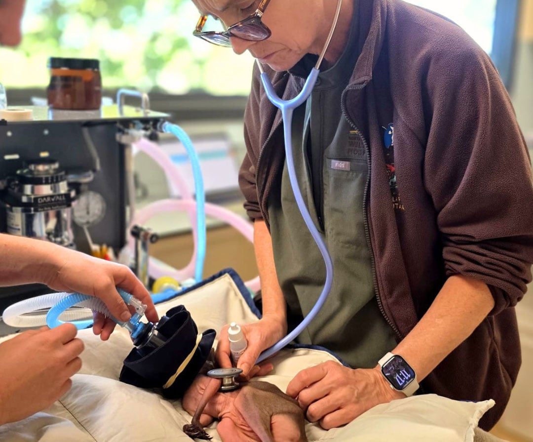 Future of the Northern Rivers Wildlife Hospital under threat